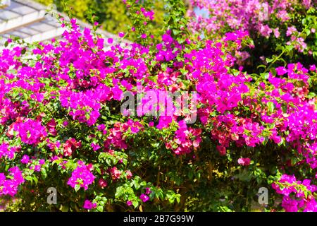 Südasien Sri Lanka Royal Botanical Gardens Perradeniya begann 1371 König Wickramabahu ornamentalen Bougainvillea Buschbaum magenta lila rosa Blume Stockfoto