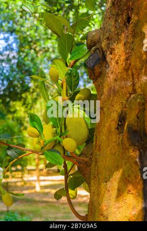 Südasien Sri Lanka Royal Botanical Gardens Perradeniya begann 1371 König Wickramabahu Jackfrucht Baum Jack Baum Frucht Artocarpus Heterophyllus Stockfoto