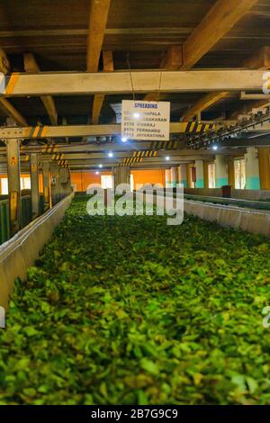 Südasien Sri Lanka Geragama Estate Tea Factory Blatt Trocknungshalle erste Stufe nach der Ernte Stockfoto