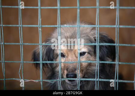 Obdachloser trauriger Hund im Käfig, der darauf wartet, dass die Menschen sich in ein neues Zuhause verabschieden. Stockfoto