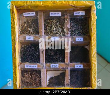 Südasien Sri Lanka Geragama Estate Tea Factory Dispay Box Fall Tee Sorten goldene Tipps Silber Tipps grün gebrochen orange pico pekoe Staub abgelehnt Stockfoto