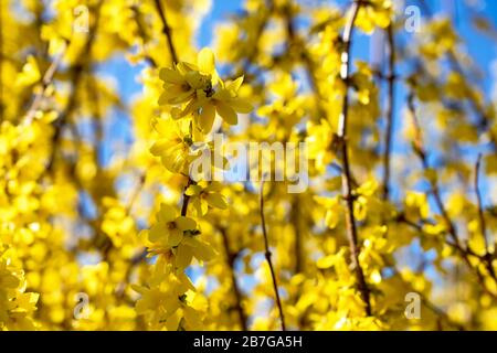 forsythia goldene Dekoration Frühfrühling Blumenbusch mit blauem Himmel der erste blühende Busch im Jahr Stockfoto