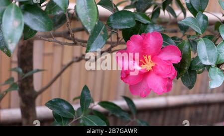 Wunderschöne, rosafarbene Kamelienblume mit Bambuszaun im verschwommenen Hintergrund. Stockfoto