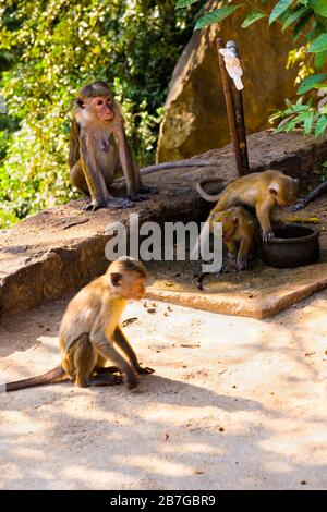 Südasien Sri Lanka Dambulla Cave Tempel Ceylon aus dem 1. Jahrhundert 5 Felsentempel Wild Toque Macaque Macaca Sinica Affenaffen an der Wand sitzen Stockfoto