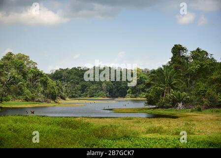 Blick auf den Soberania National Park und den Chagres River. Gamboa, Panama Stockfoto