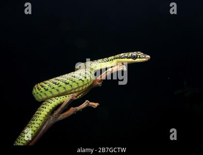 Goldene fliegende Schlange, Chrysopelea ornata Stockfoto