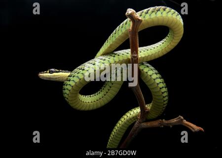 Goldene fliegende Schlange, Chrysopelea ornata Stockfoto