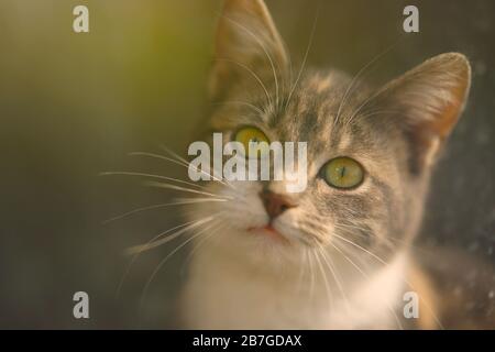 Schönes junges Aschetier-Porträt hinter einem Fensterglas. Nahaufnahme, selektiver Fokus Stockfoto