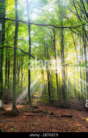 Wald Sonne Stockfoto