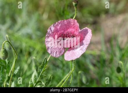 Wild einsam öffnete sich zur Frühlingssaison blassrosa Mohn im Gras Stockfoto