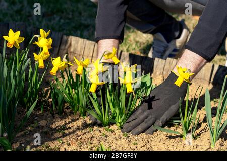 Die Hände des Menschen, der sich um Gartenpflege kümmert, bepflanzen Narzienblumen Stockfoto