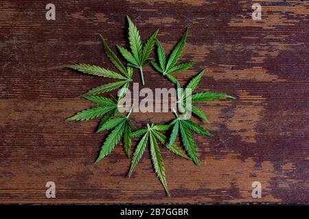 Grüne Blätter einer Marihuana-Anlage entsorgt auf einem braunen Holztisch auf einem Kreis. Stockfoto