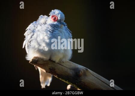 Nahaufnahme eines Diamanttaubenvogels Stockfoto