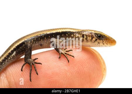 Eutropis multifasciata, ostindischbraun mabuya, vielfarbiter Sonnenschink, vielgestreifter Skink, häufiger Sonnenschink isoliert auf weißem Hintergrund Stockfoto