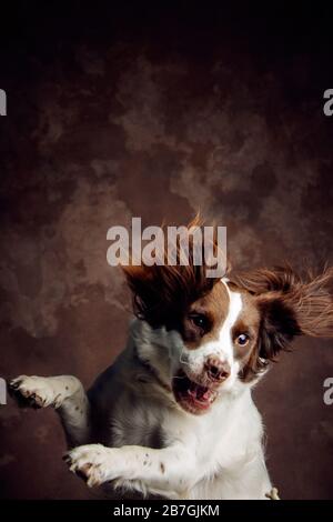 Jumping Dog mit Haaren auf dem ganzen Platz, vor einem braunen Hintergrund im Studio. Langhaarige Ohren Stockfoto