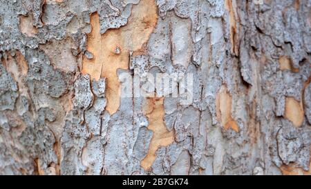 Nahaufnahme des Baumstammes, wobei sich Stücke der Baumrinde auseinander schälten. Stockfoto