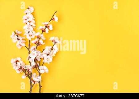 Zweige des Aprikosenbaums mit Blumen auf gelbem Grund. Platz für Text. Das Konzept des Frühlings kam, Muttertag, 8. märz. Draufsicht. Flach lag er Stockfoto