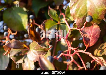 Victoria Creeper Beeren Efeu-Foto von roten Beeren. Im Herbst wurden Fotos gemacht. Stockfoto