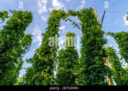 Grünes Hopfen-Feld. Ausgewachsene Hopfenbinen. Hopfenfeld in Bayern Deutschland. Hopfen ist Hauptzutaten bei der Bierherstellung Stockfoto