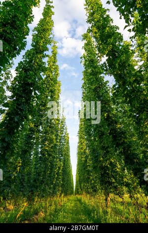 Grünes Hopfen-Feld. Ausgewachsene Hopfenbinen. Hopfenfeld in Bayern Deutschland. Hopfen ist Hauptzutaten bei der Bierherstellung Stockfoto