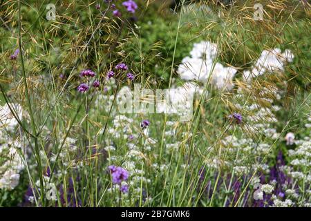 Verbena bonariensis und Stipa gigantea in einem violetten und weißen Pflanzenschema herbstlich umrandet Stockfoto