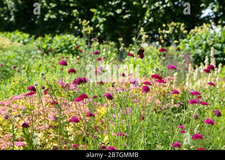 Knautia macedonica in Blüte in einer krautigen Grenze, Gartenanlage Stockfoto