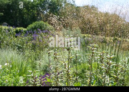 Lupinus seedheads against flowering Stipa gigantea in a lila and White herbaceous border Stockfoto