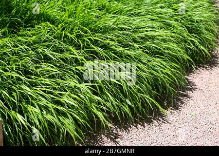 Hakonechloa macra umrandete einen Schotterweg Stockfoto