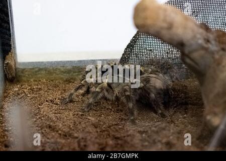 Flauschige braune Spinne im Terrarium im Nahaufnahme Stockfoto