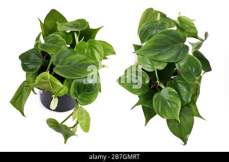 Tropische "Philodendron Scandens"-Hauspflanze in Blumentopf isoliert auf weißem Grund Stockfoto