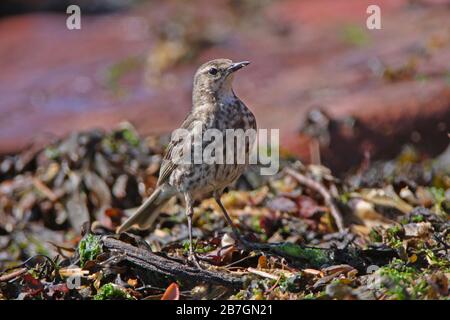 ROCKPIPIT (Anthus petrosus), Schottland, Großbritannien. Stockfoto