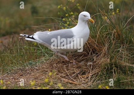 HERINGMÖWE (Larus argentatus) Möwe am Nest mit Eiern, Morecambe Bay, Großbritannien. Stockfoto