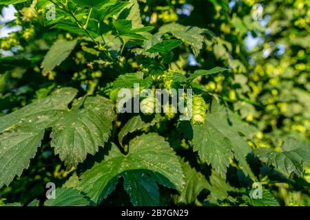 Grünes Hopfen-Feld. Ausgewachsene Hopfenbinen. Hopfenfeld in Bayern Deutschland. Hopfen ist die Hauptzutaten in der Bierproduktion. Nahaufnahme Stockfoto