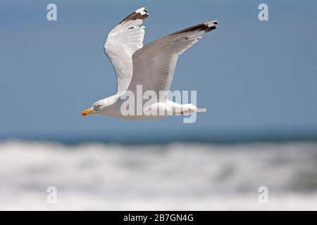 HERING GULL (Larus argentatus) Möwe, die über der Brandung fliegt, Schottland, Großbritannien. Stockfoto