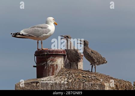 HERING GULL (Larus argentatus) Möllenküken betteln zu den Eltern am Chimney Top Nest, Berwickshire, Schottland, Großbritannien. Stockfoto