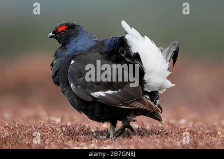 BLACK GROUSE (Tetrao tetrix), die an einem Lek in den Grampian Mountains, Schottland, Großbritannien, angezeigt wird. Stockfoto