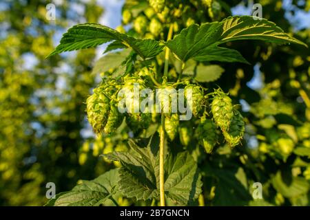 Grünes Hopfen-Feld. Ausgewachsene Hopfenbinen. Hopfenfeld in Bayern Deutschland. Hopfen ist die Hauptzutaten in der Bierproduktion. Nahaufnahme Stockfoto