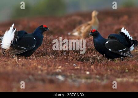 BLACK GROUSE (Tetrao tetrix) zeigen, wie Frauen im Hintergrund kämpfen, Schottland, Großbritannien. Stockfoto