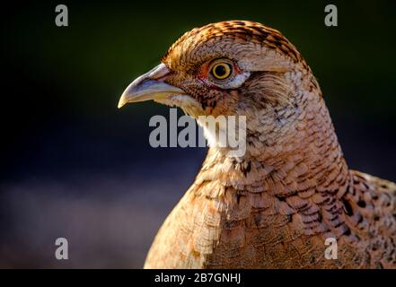 Weiblicher Fasan (Phasianus colchicus) in South Lanarkshire, Schottland Stockfoto