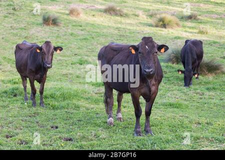 Drei schwarze Milchkühe auf einem Feld mit grünem Gras, das der Kamera zugewandt ist Stockfoto