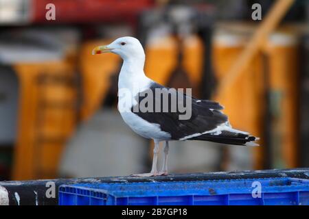 GREAT BLACK-BACKED GULL, SCHOTTLAND, GROSSBRITANNIEN. Stockfoto