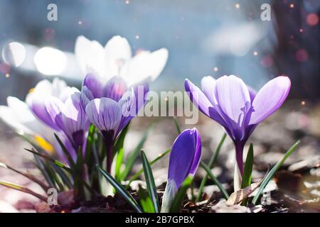 Mehrfarbige Frühlings-Krokusse am frühen Morgen im Freien. Frühlingsblumen im Gras mit leichtem Bokeh. Frühling Blumen Hintergrund. Stockfoto