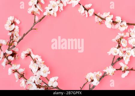 Zweige des Aprikosenbaums mit Blumen auf pinkfarbenem Hintergrund. Platz für Text. Das Konzept des Frühlings kam, Muttertag, 8. märz. Draufsicht. Flaches Lay Stockfoto