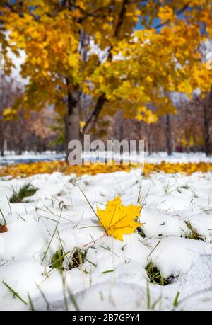 Gelbes Ahornblatt auf dem Schnee im Herbstpark Stockfoto