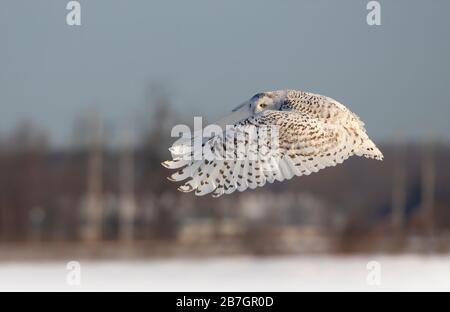 Schnee-Eule, die auf der Flugjagd über ein schneebedecktes Feld in Ottawa, Kanada, antreten Stockfoto