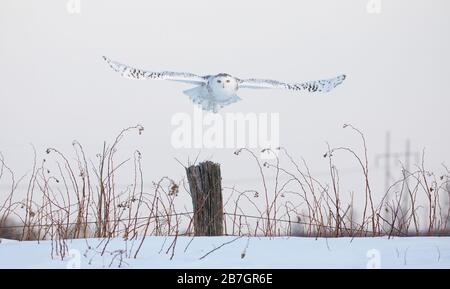 Schnee-Eule, die auf der Flugjagd über ein schneebedecktes Feld in Ottawa, Kanada, antreten Stockfoto