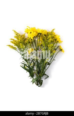 Gelbe Blumen auf weißem Hintergrund Stockfoto