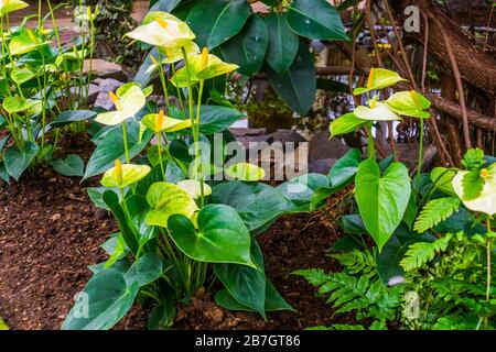 Friedlich-liliensische Pflanzen in einem tropischen Garten, beliebte Spatzenblume, exotische Pflanzenspezialitäten aus Amerika Stockfoto