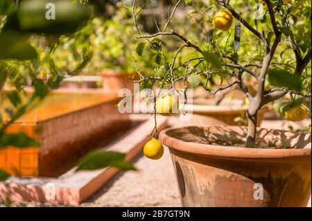 Jardin Majorelle in Marrakesch. Marokko Stockfoto