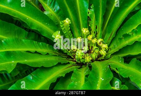 Makro-Nahaufnahme von frisch wachsenden Farnblättern, gewöhnlicher Pflanzenspezie Stockfoto